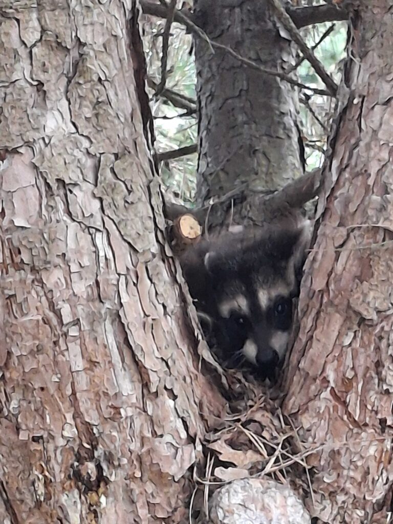 Wildlife Control Lima Wildlife Removal in Lima, OH Animal Removal in Lima, OH Wildlife Control in Lima, OH