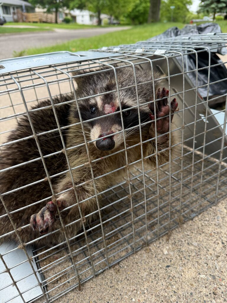 Wildlife Control Lima Wildlife Removal in Lima, OH Animal Removal in Lima, OH Wildlife Control in Lima, OH