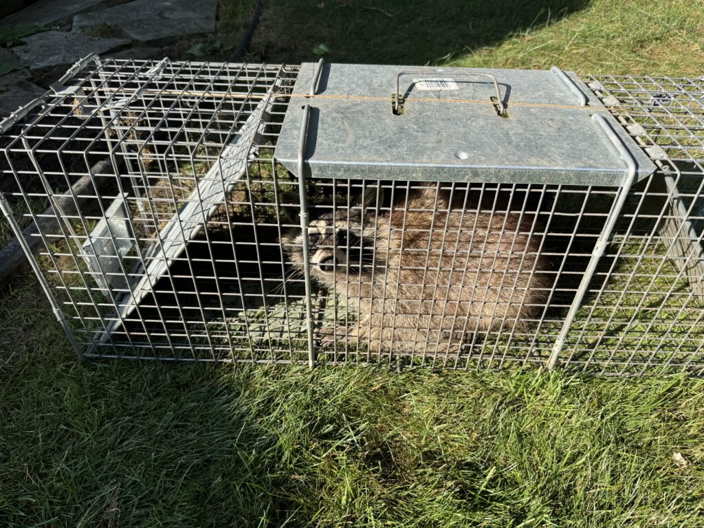 Wildlife Control Lima